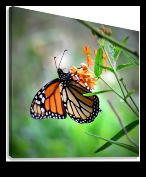 גלריית הטבע כיצד לשנות את המרחב שלך עם אמנות גן 2 גלריית הטבע: שנה את החלל שלך עם אמנות גן