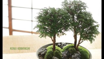 בונסאי בליס: אומנות גן יפני בקצות אצבעותיך