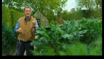 חברים ירוקים: סודות של הרמוניה מוצלחת בגן