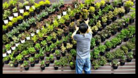 דחיפה כלפי מעלה אנכית גן אנכי של פלאים פורחים בכל מימד 5 עלייה אנכית: פלאים פלאים בכל מימד